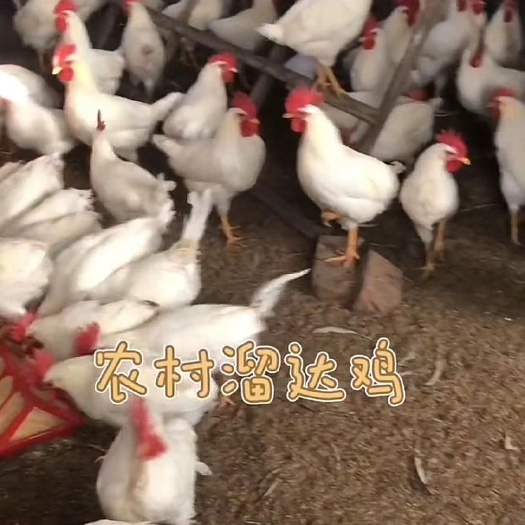 鸡