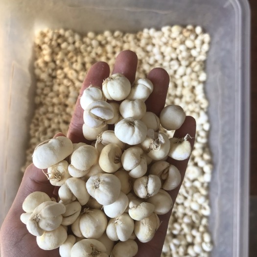 昆明川贝母 浙贝平贝 规格齐全 产地直销 价格便宜