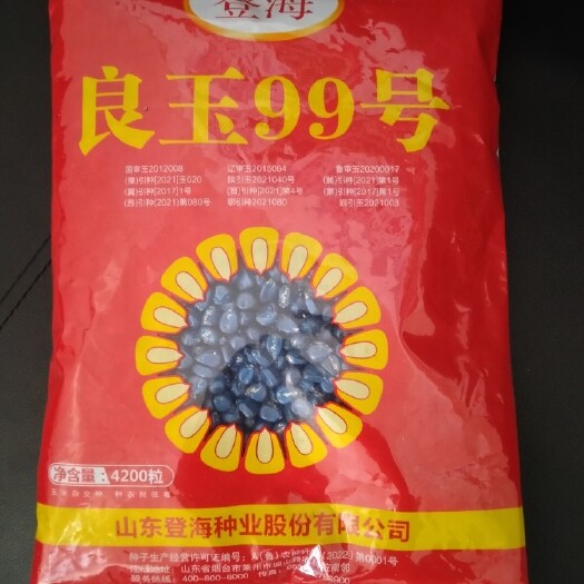 菏泽登海良玉99，提存复壮