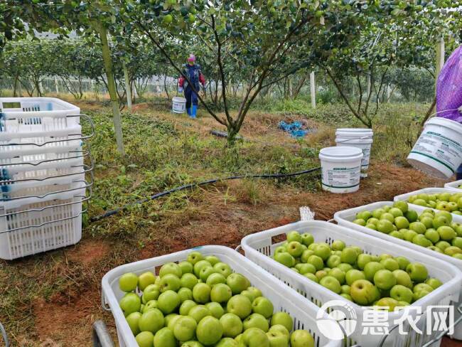 高原苹果枣/基地直发/一件代发/整柜走货