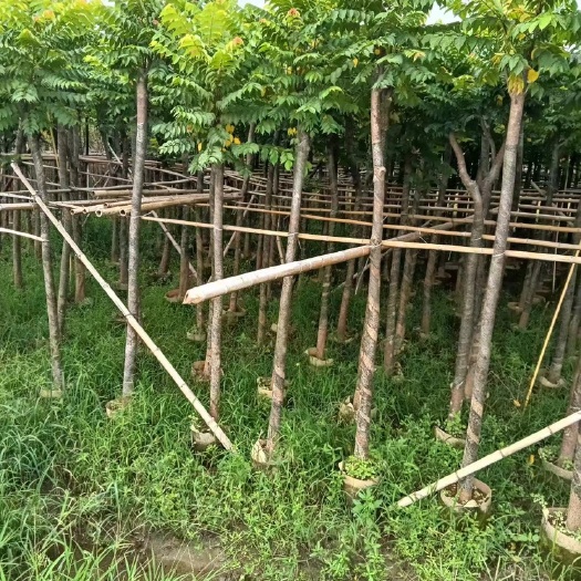 麻楝