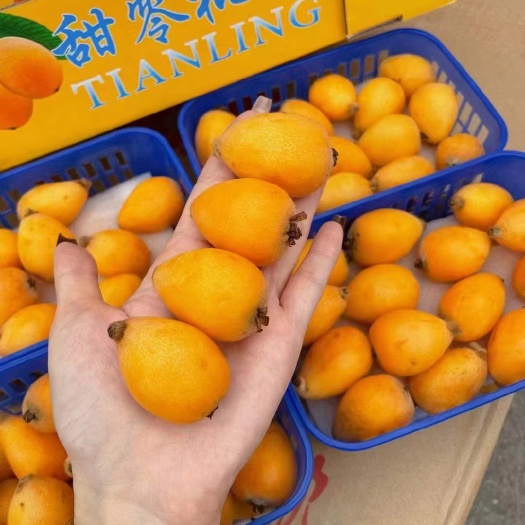 昆明琵琶/高山批发/一件代发/整柜代发