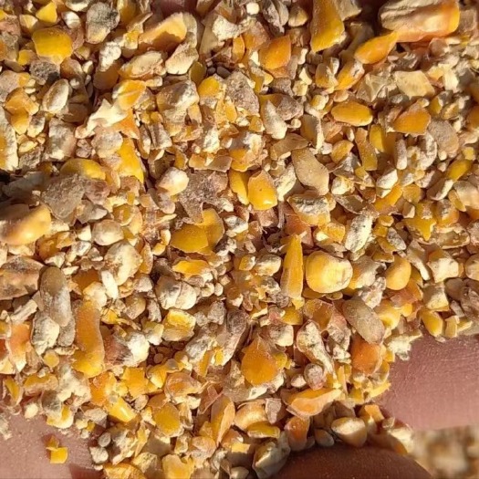 正定县养殖专用碎玉米