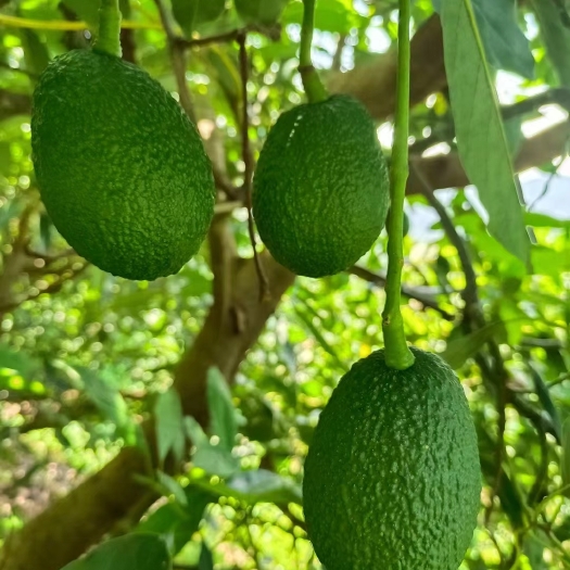 昆明牛油果/基地对接全国直播/一件代发/整柜走货/基地直发