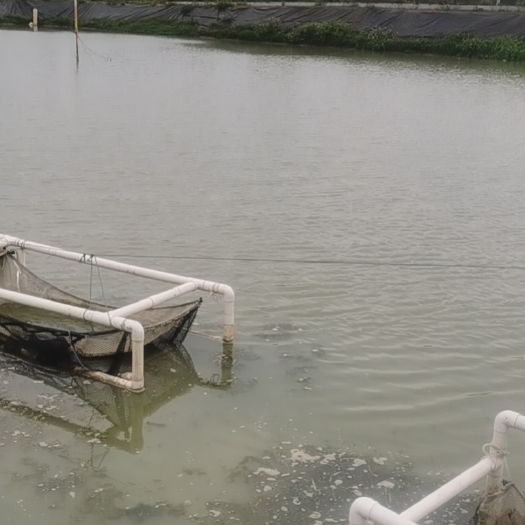 雷州市淡水鱼塘出租