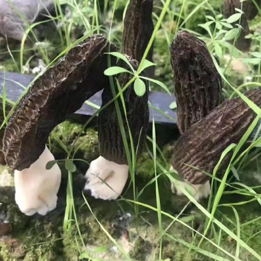 房县羊肚菌煲汤菌汤千里房县羊肚菌滋补煲汤养生羊肚菌