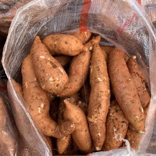 威宁县灰薯红薯西瓜红各种品种都有