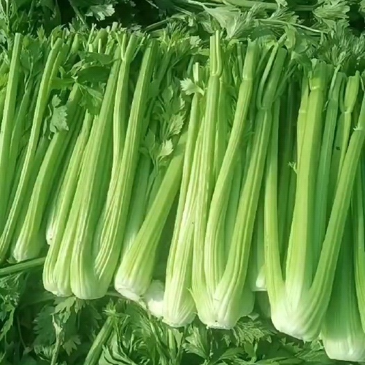 菏泽西芹以大量上市欢迎来采购