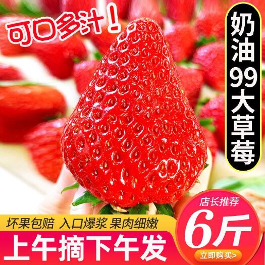 【现摘现发】红颜99草莓新鲜水果整箱应季当季现摘奶油
