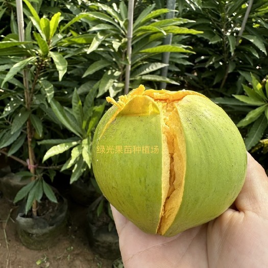蛋黄果苗 树蛋果苗  鸡蛋果苗，带杯发货
