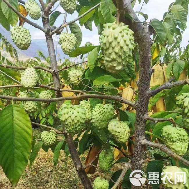 释迦果/云南释迦果/一件代发/基地直发/整柜走货