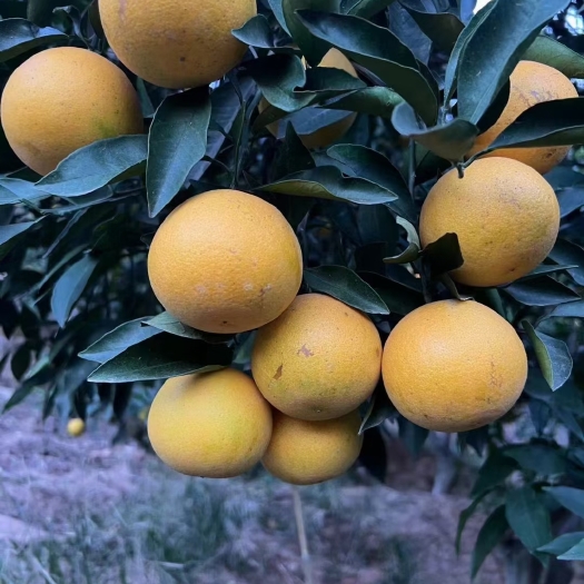 永兴县湖南郴州永兴县冰糖橙自家冰糖橙，不打甜蜜素，不打膨大剂