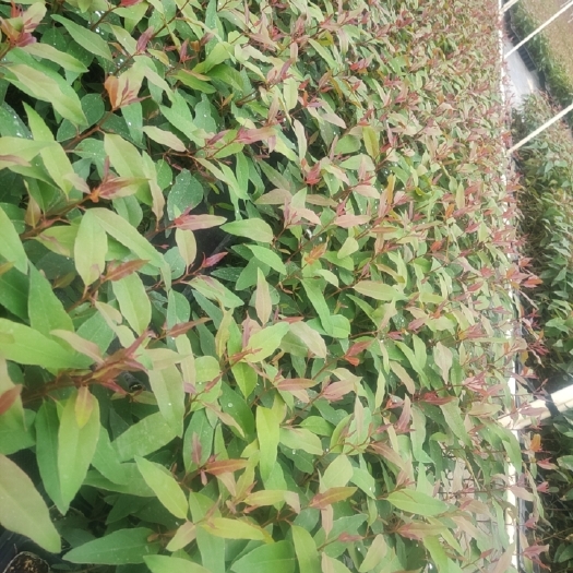 柳州长期供应各种品号桉树苗