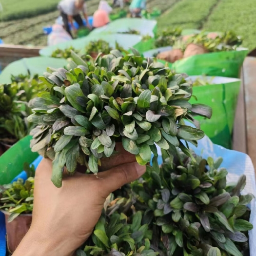 青州市多花筋骨草，日本筋骨草，筋骨草工程苗