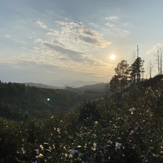 长沙纯正本地茶油，产自高山，终身不用农药，近似野生，大自然精华，