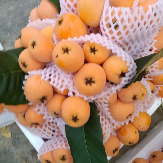 蒙自市枇杷，香蕉，