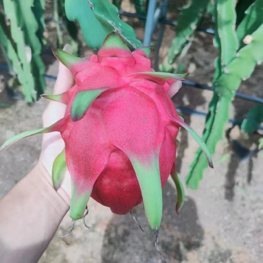 遂溪县湛江火龙果
