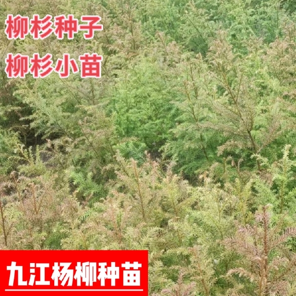 柳杉种子 柳杉小苗培育基地 新种子价格 产地批发