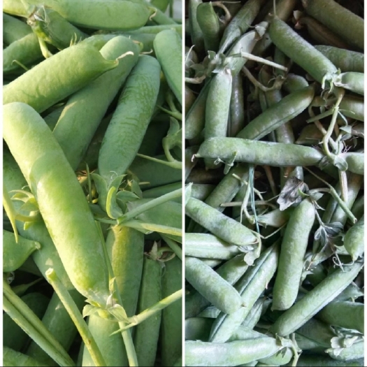 泸西县长寿仁豌豆直供全国市场