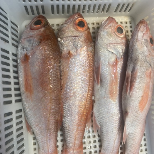 温岭市红果狸（肉鱼）