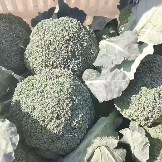 西兰花