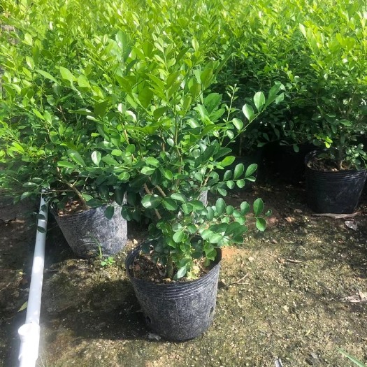 普宁市九里香小杯中杯盆栽基地直销 规格齐全 质量优质