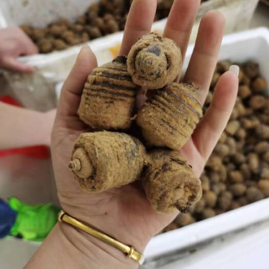 昆明毛毛果，狗鞭果