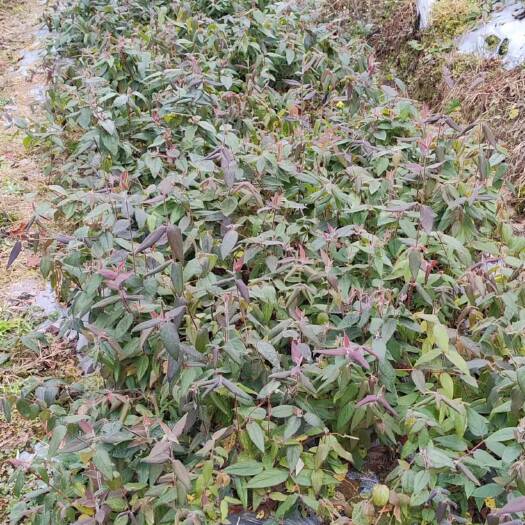 隆回县种花得花 大量销售金银花苗   包回收