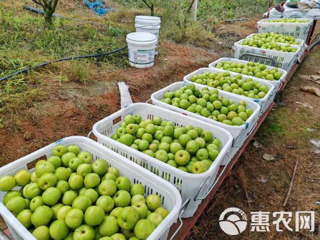 高原苹果枣/基地直发/一件代发/整柜走货