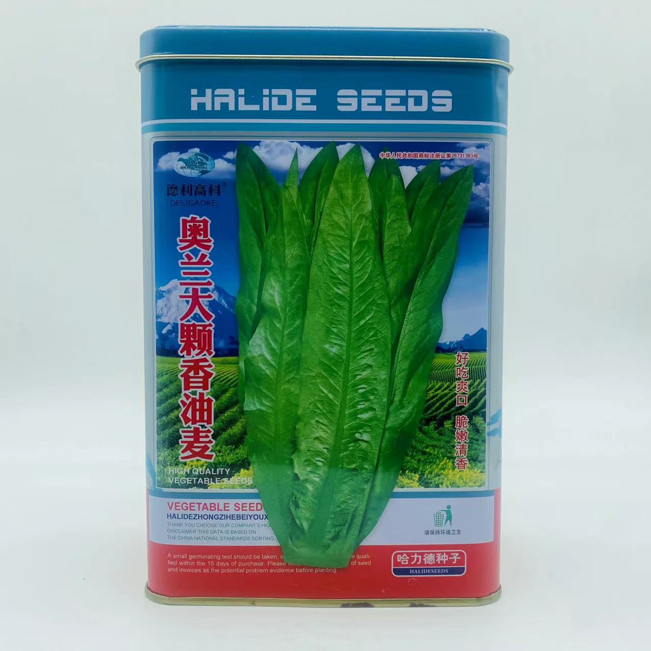 绿剑无斑香油麦菜种子生长强势纤维少易栽培 大颗油麦菜种子