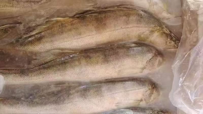 沈阳哈萨克斯坦三去梭鲈鱼（时价）