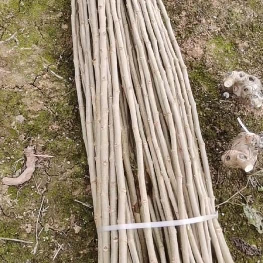 绵阳大量产地桑枝供应