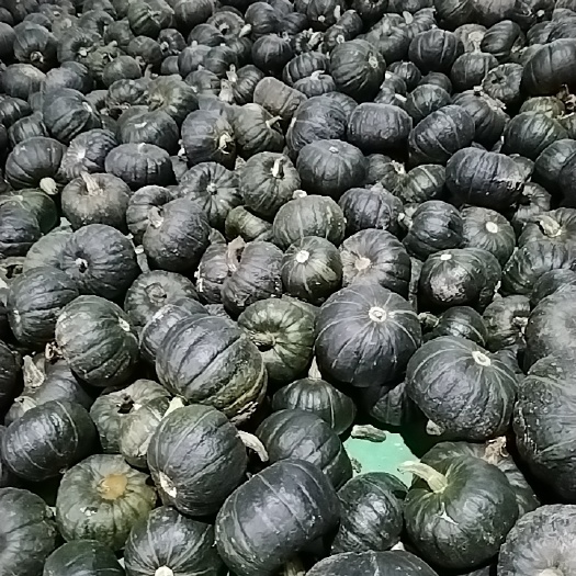 成都贝贝南瓜