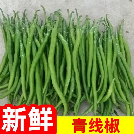 阳西县广东阳西线椒，现摘现发一级货源，有需要的老板可以联系我！