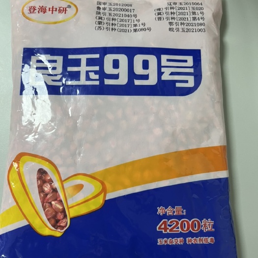 郑州良玉99高产玉米种子，抗青枯，抗锈病，活杆成熟，大马齿，