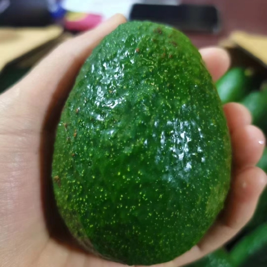 昆明牛油果