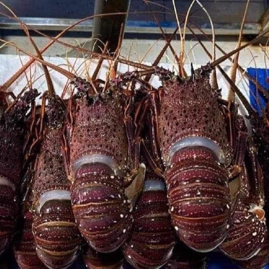 长沙澳洲鲜冻龙虾