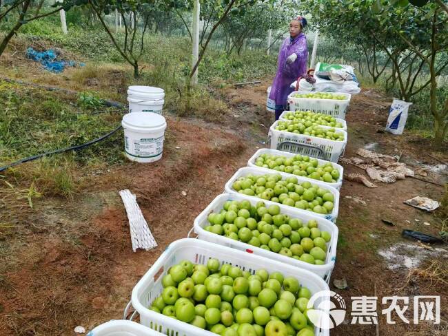 高原苹果枣/基地直发/一件代发/整柜走货