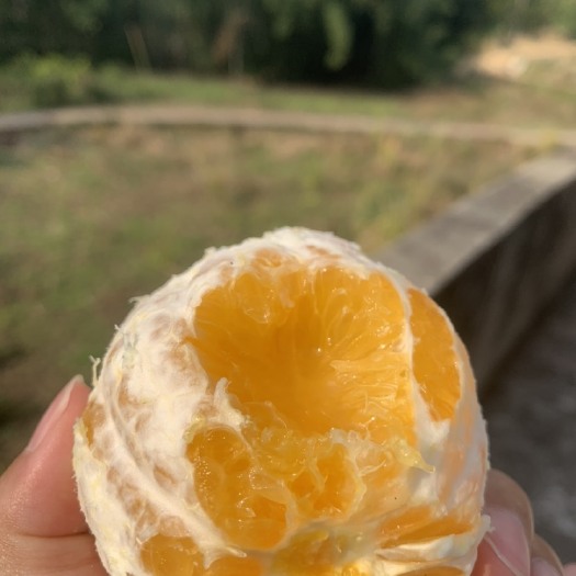 重庆市江津富硒橘子