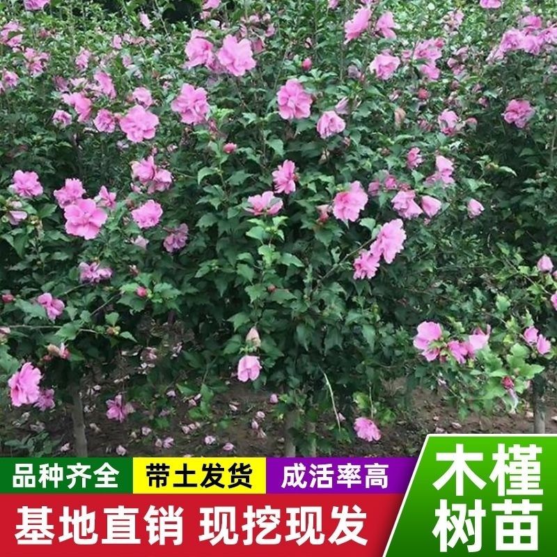 木槿花盆栽室內(nèi)外植物耐寒耐曬木本花卉庭院木槿四季種植花可食用