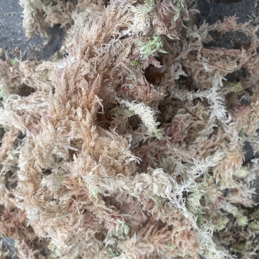 九龙县高海拔纯野生水苔，大量出售价格便宜，