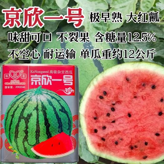 沭阳县京欣一号西瓜种子味甜可口不裂果极早熟花皮圆果西瓜种籽大红瓤