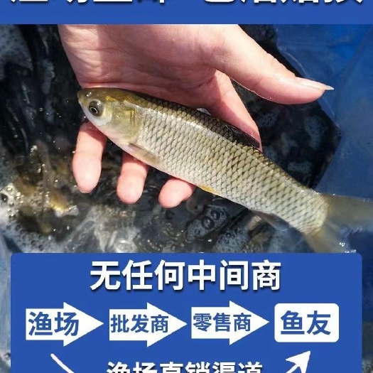 颍上县草鱼苗，抗病毒草鱼，送货上门