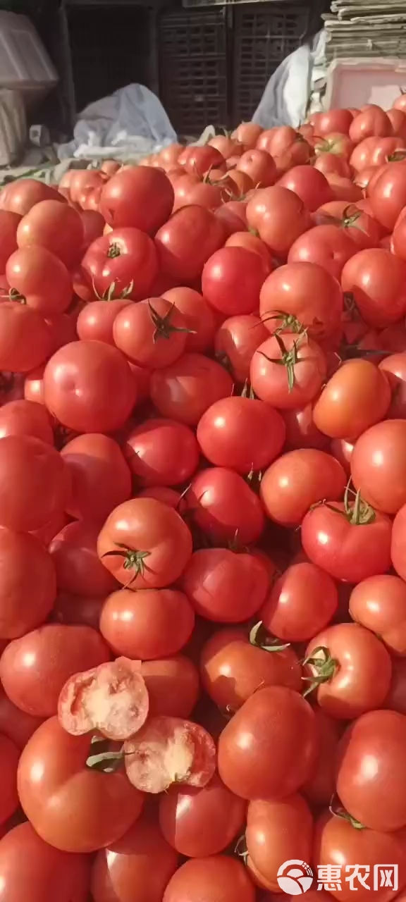 精品沙瓤西红柿大量上市地头价一手货源实力代收对接电商超市商场
