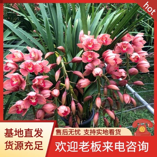 昆明大花惠兰