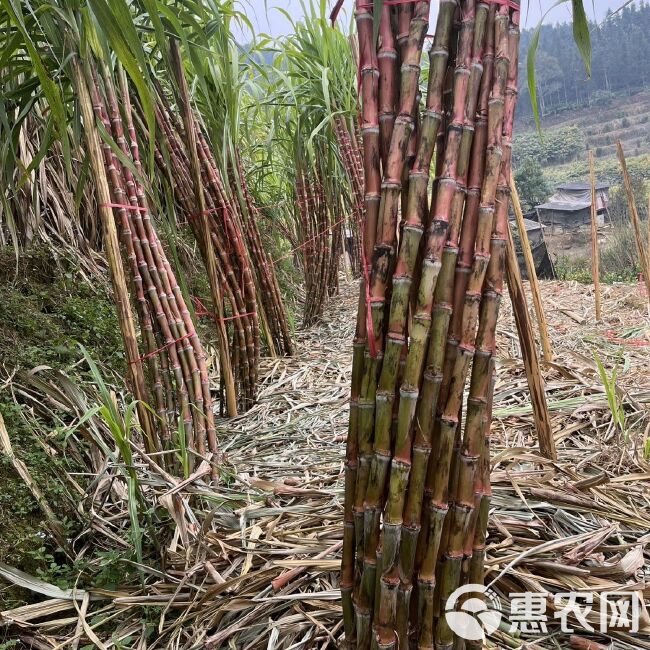 甘蔗云南脆皮红皮罗汉薄皮甘蔗非广西甘蔗