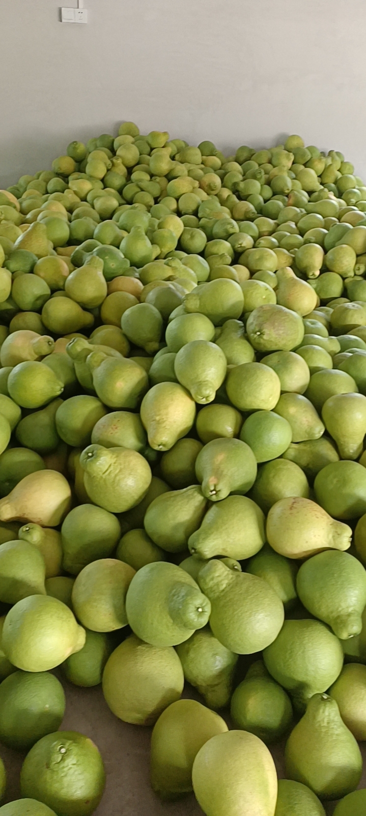 广东梅州沙田柚 产地直发