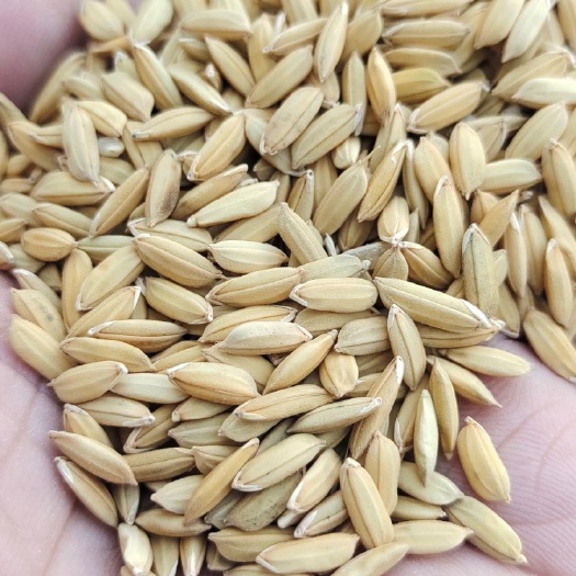 六盘水贵州大颗粒稻谷，出米68斤，质量好，欲购从速。