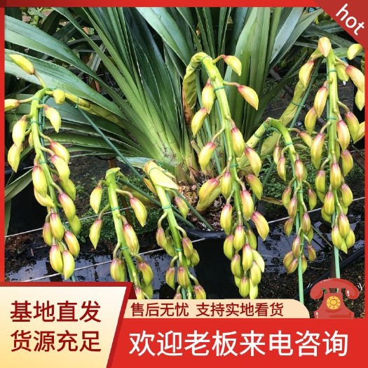  大花惠兰
