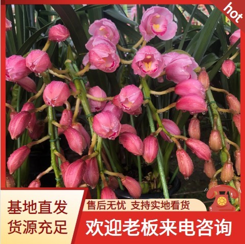 昆明大花惠兰
